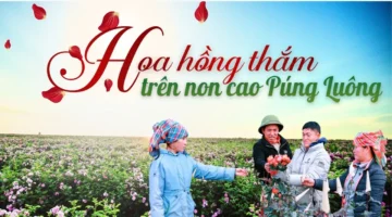 مشهد ساحر.. تفتح الورود القرمزية فوق قمم جبال بونج لونج العالية